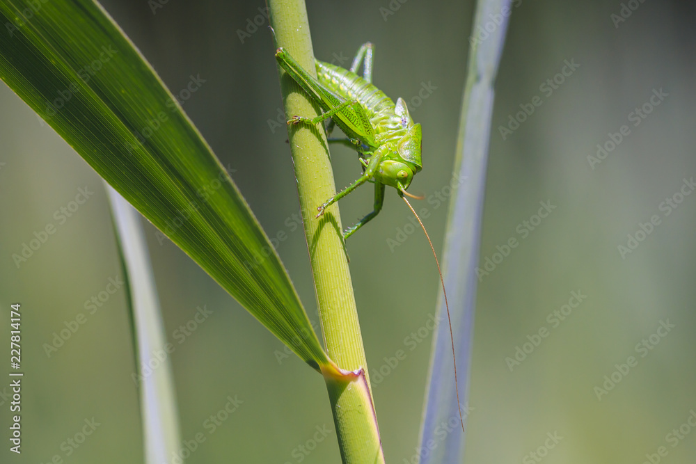 Great Green Bush-cricket, Tettigonia viridissima Great Green Bush-cricket, Tettigonia viridissima