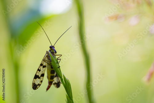 closeup of a Panorpa communis, the common scorpionfly