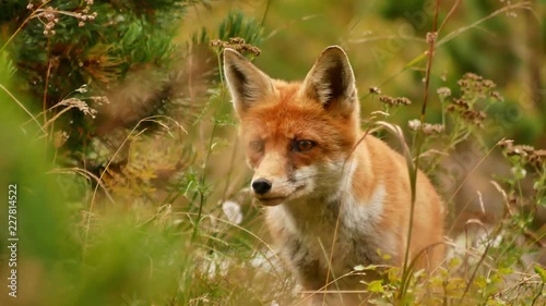 Close up of a red fox looking around attentively then ducking/hiding. High Tatra, Slovakia