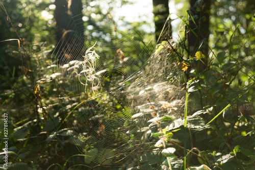 Morning dewed spider web on the plant. Slovakia