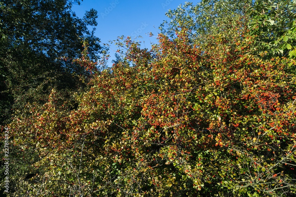 Rosehip tree. Slovakia