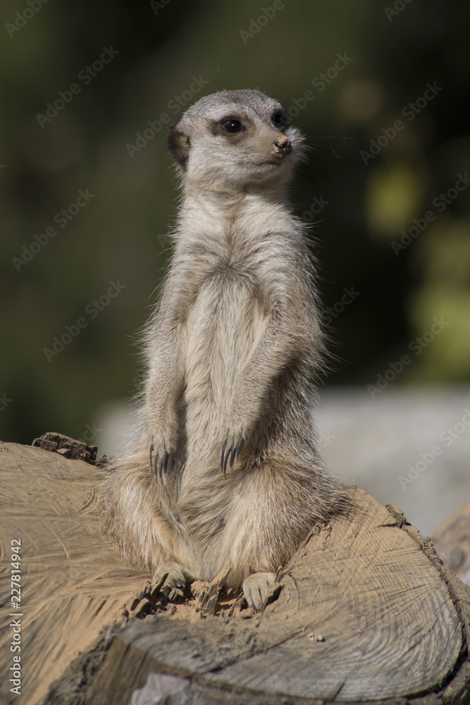 Fototapeta premium Meerkat keeps watch