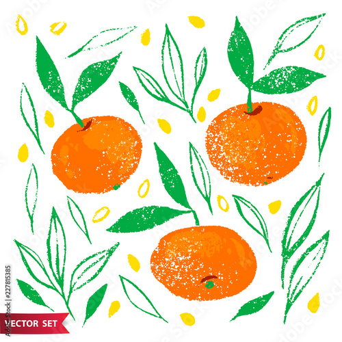 Hand drawn set of orange fruit with texture. Food element collection. Vector illustration of tangerines with leaves, branches and seeds. Floral vector elements for design.