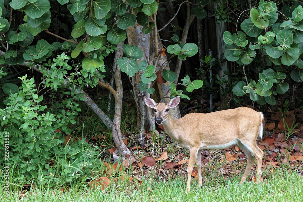 Big Pine Key, Florida, USA - July 21, 2016: A Key Deer Doe (Odocoileus virginianus clavium), in natural habitat, an endangered species found on Big Pine Key in the Florida Keys Big Pine Key, Florida, USA - July 21, 2016: A Key Deer Doe (Odocoileus virginianus clavium), in natural habitat, an endangered species found on Big Pine Key in the Florida Keys