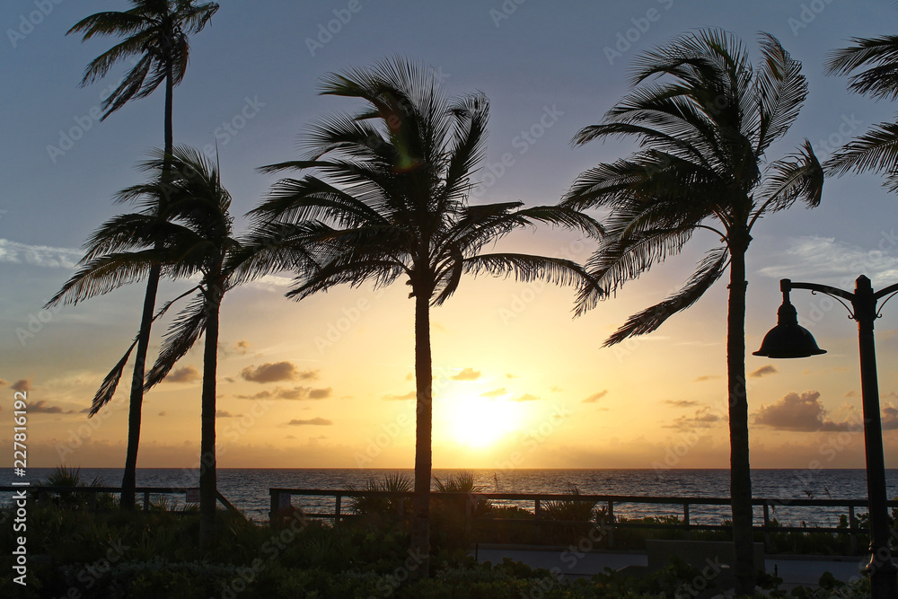 Palm beach, Florida, USA - August 5, 2016: Silhouette coconut palm trees on beach at sunset Palm beach, Florida, USA - August 5, 2016: Silhouette coconut palm trees on beach at sunset