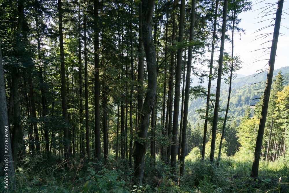 Obraz premium Trees in the forest. Slovakia