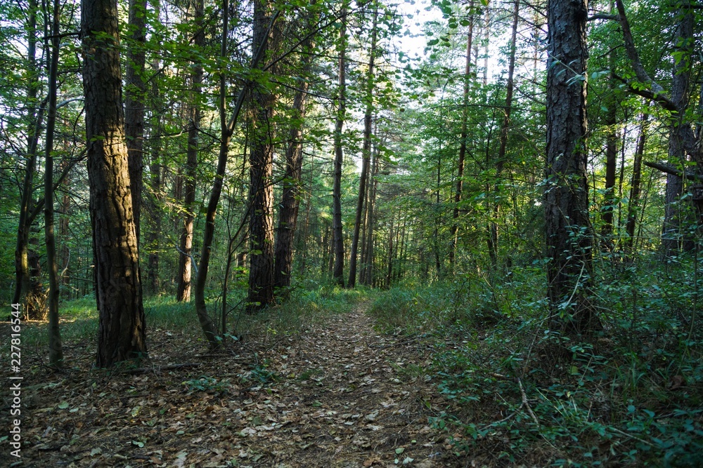 Obraz premium Trees in the forest. Slovakia