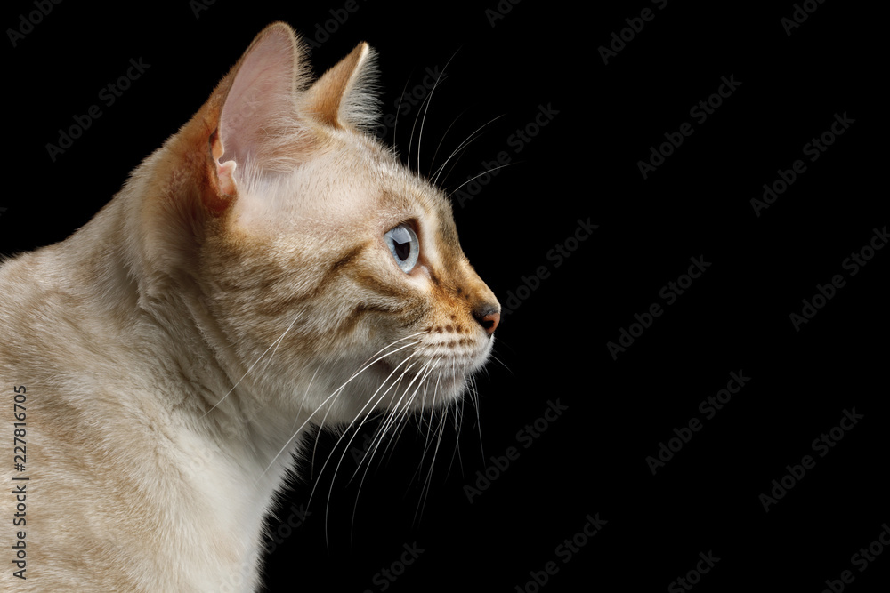 Profile Portrait of Snow White Bengal Cat with Blue eyes on isolated Black Background, side view