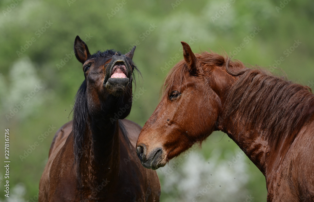 Two muzzles of Brown horses talk to each other on a background of green forest Two muzzles of Brown horses talk to each other on a background of green forest