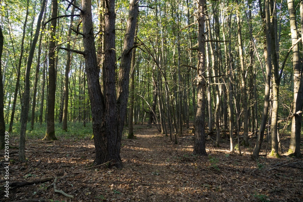 Fototapeta premium Trees in the forest. Slovakia