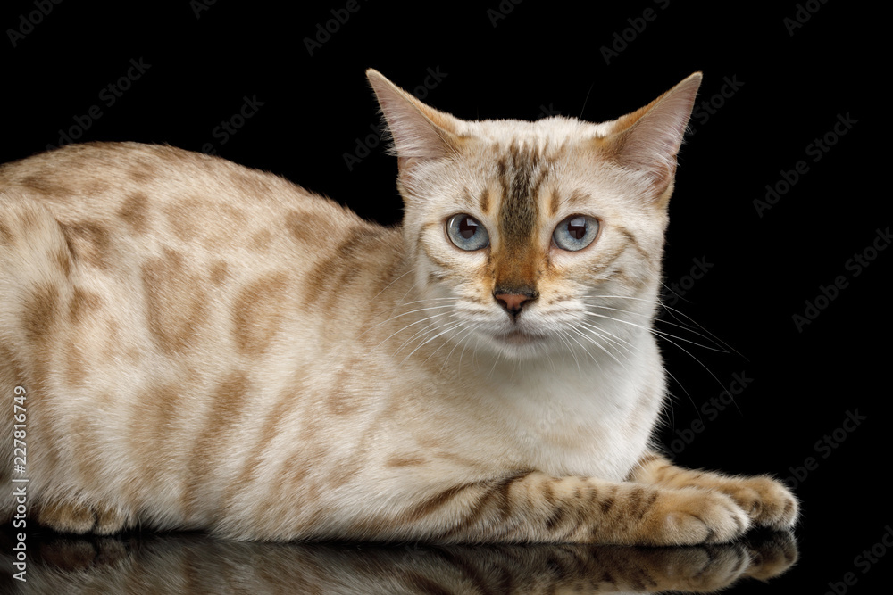 Rare Snow White Bengal Cat with Blue eyes Lying and Looking in Camera on isolated Black Background with reflection, side view