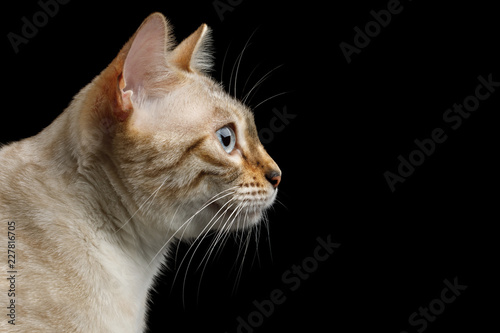 Fototapeta Naklejka Na Ścianę i Meble -  Profile Portrait of Snow White Bengal Cat with Blue eyes on isolated Black Background, side view