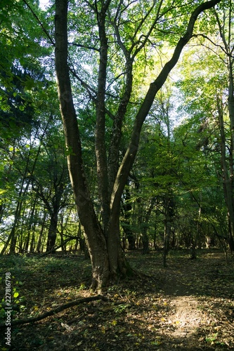 Trees in the forest. Slovakia