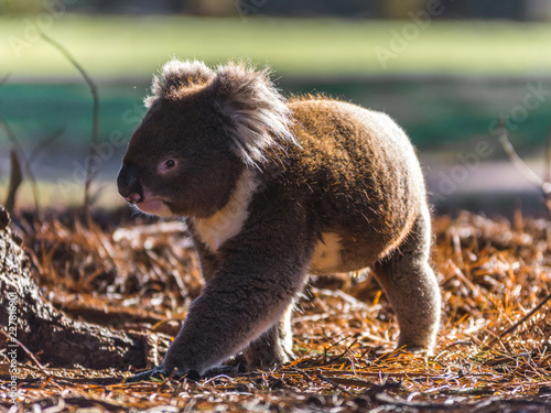 Koala