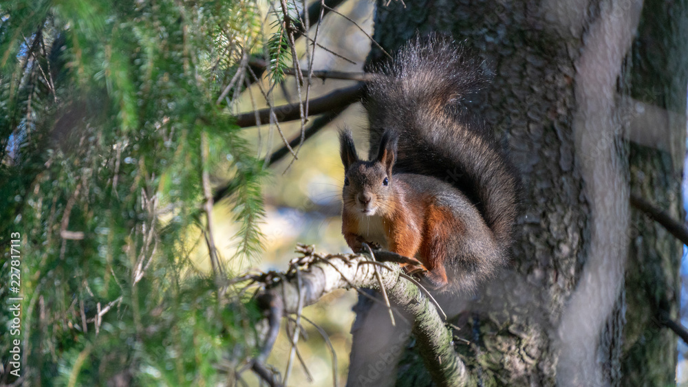 Obraz premium Squirrel climbing on trees.