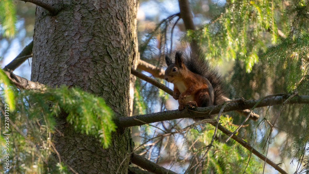Naklejka premium Squirrel climbing on trees.