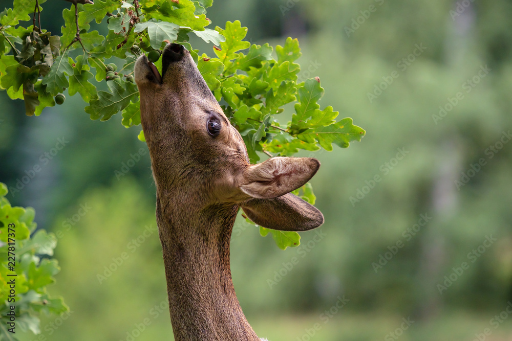 Fototapeta premium Sarna jedząca żołędzie z drzewa, Capreolus capreolus. Dzikie sarny w przyrodzie.