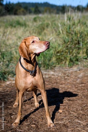 Portrait of energetic Vizsla, sporting dog breed, in off-leash dog park, grass background 