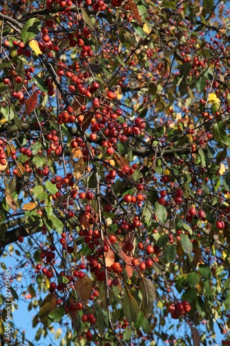 red berries of dogberry tree in park