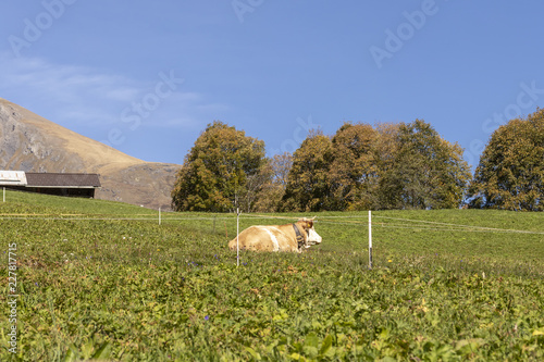 Kuh liegt auf enier Wiese in Gsteigwiler in der Schweiz und geniest die Sonne photo