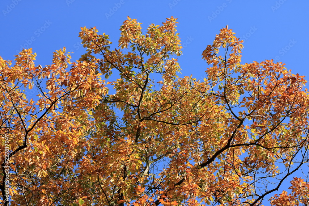 Orange Autumn leaves against the blue sky Orange Autumn leaves against the blue sky