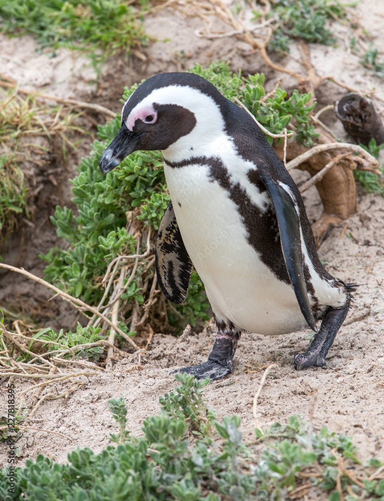 Fototapeta premium South Africa Birds