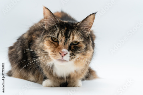 A tabby cat looks tired in the camera on white background