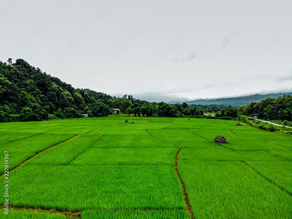 Beautiful Terraced rice field in harvest