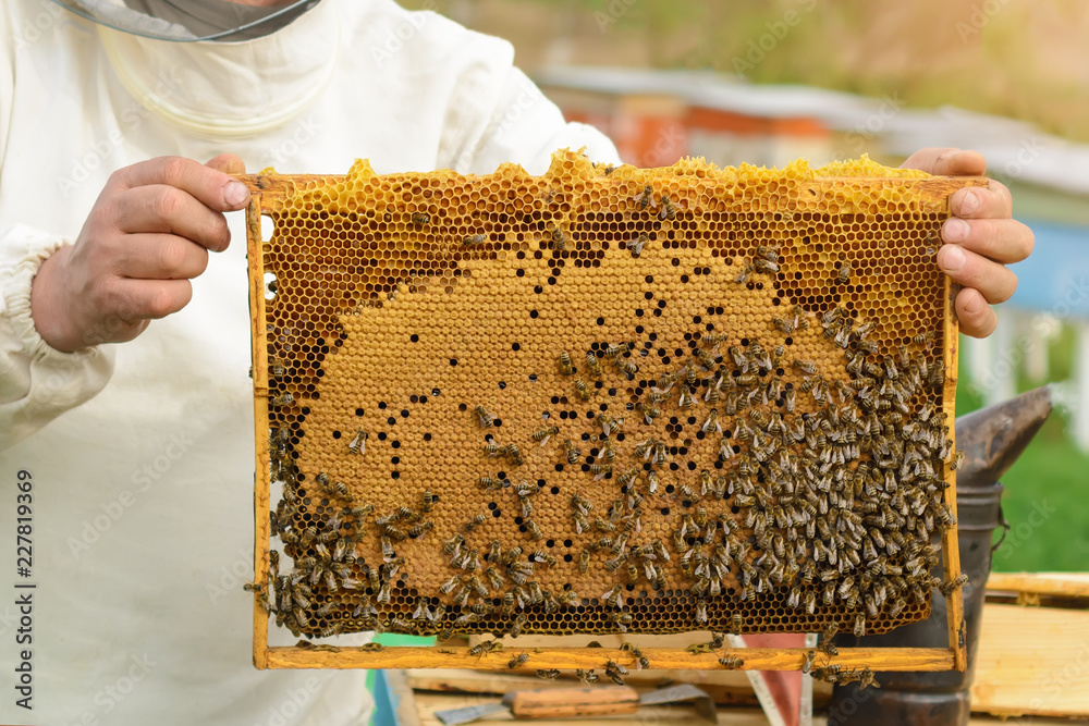 The beekeeper looks over the honeycomb with the bee larvae. Apiculture. Apiary The beekeeper looks over the honeycomb with the bee larvae. Apiculture. Apiary