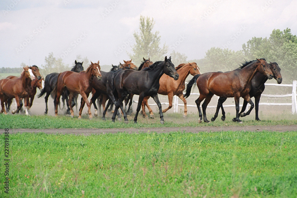 Obraz premium The herd of running horses