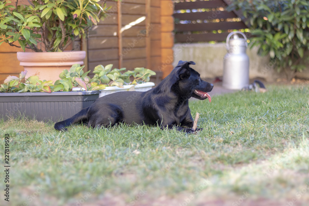Schwarzer Hund kaut einen Knochen im Graten Schwarzer Hund kaut einen Knochen im Graten