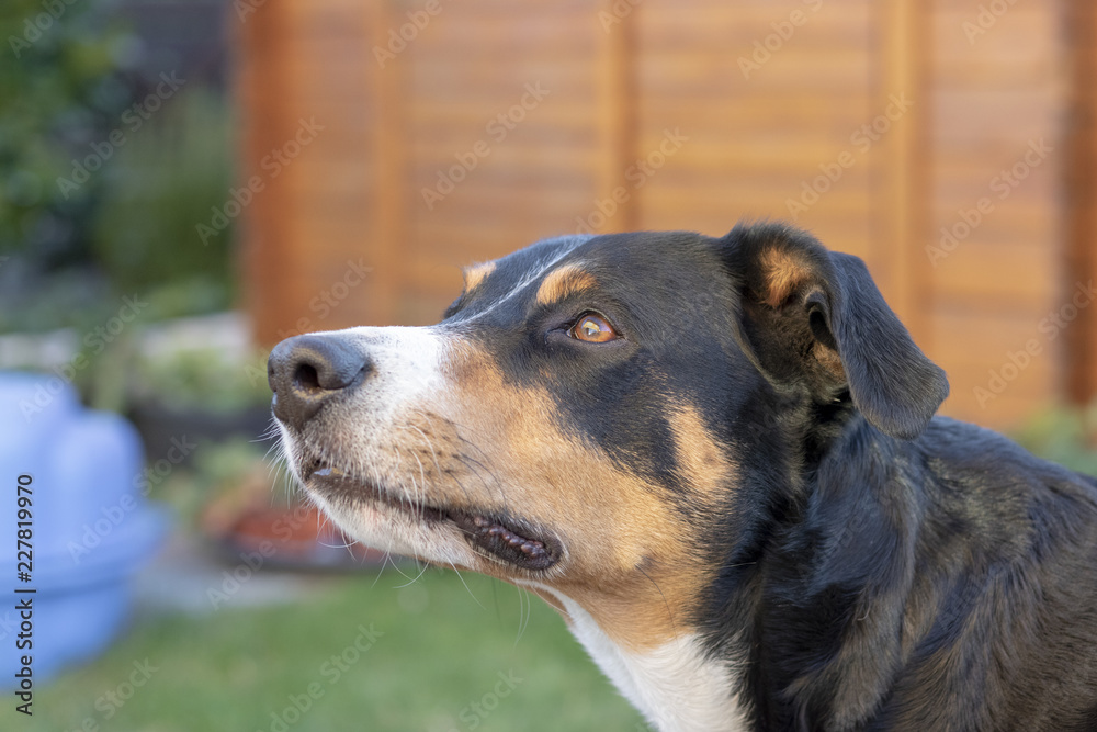 Appenzeller Sennenhund, Hund blickt nach oben Appenzeller Sennenhund, Hund blickt nach oben