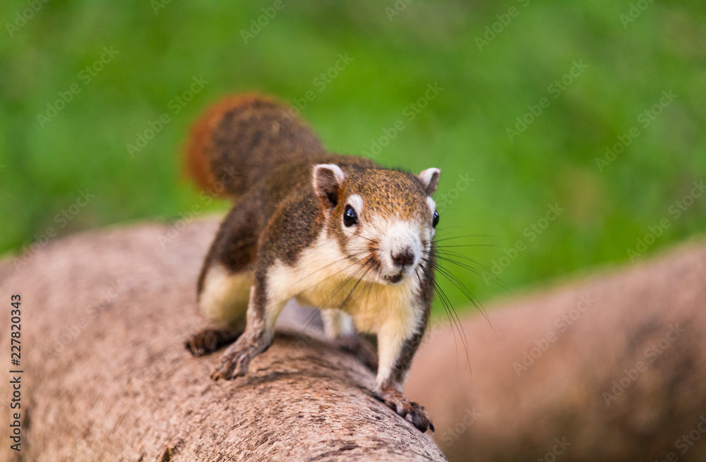 Young squirrels are running around trees, enjoy the preview.