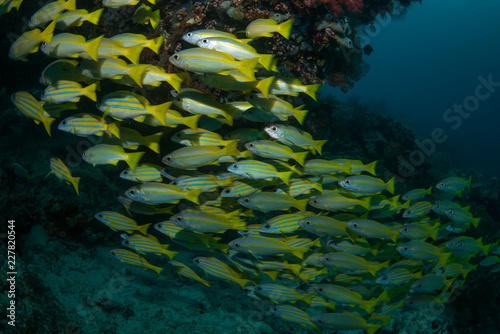 School of yellow fish swimming through coral reef in the Raja Ampat area in Indonesia.