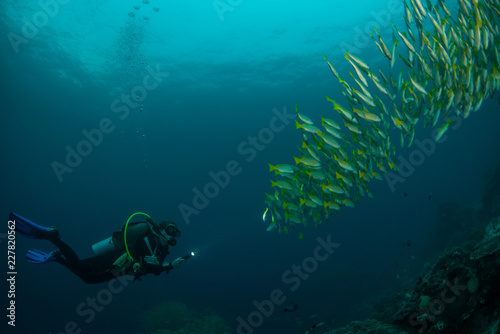 Diver shining a torch at a school of colorful tropical fish. Photographed in Raja Ampat, Indonesia.
