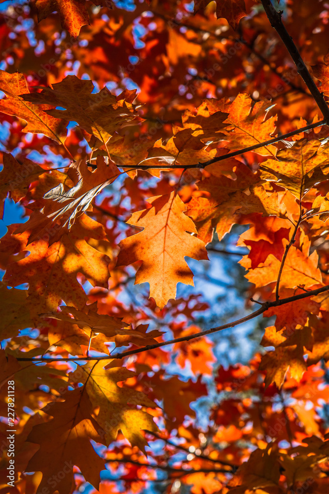 The red oak (Quercus rubra) The red oak (Quercus rubra)
