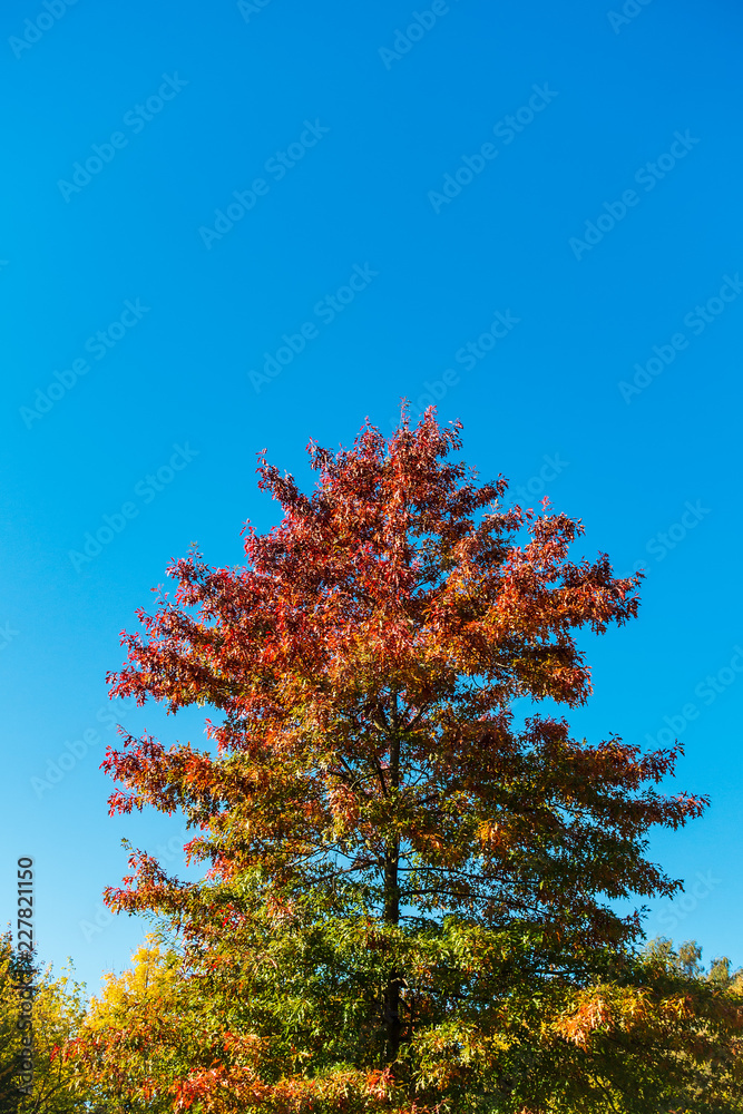 Herbstlich gefärbte Bäume mit blauen Himmel