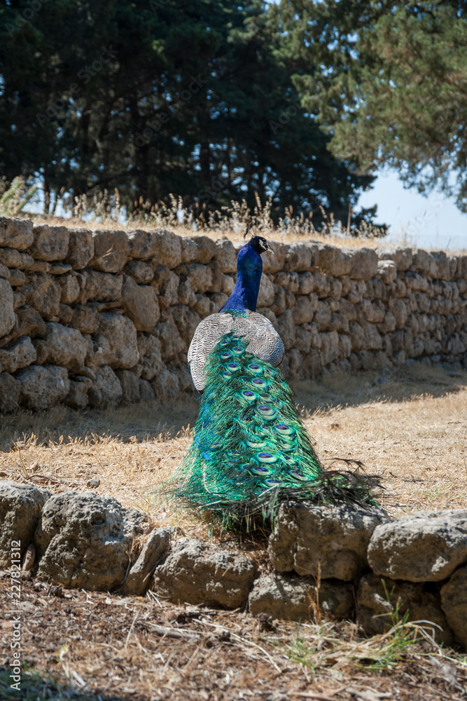Obraz premium Peacock strolling along stone wall. View at impressive tail from behind.
