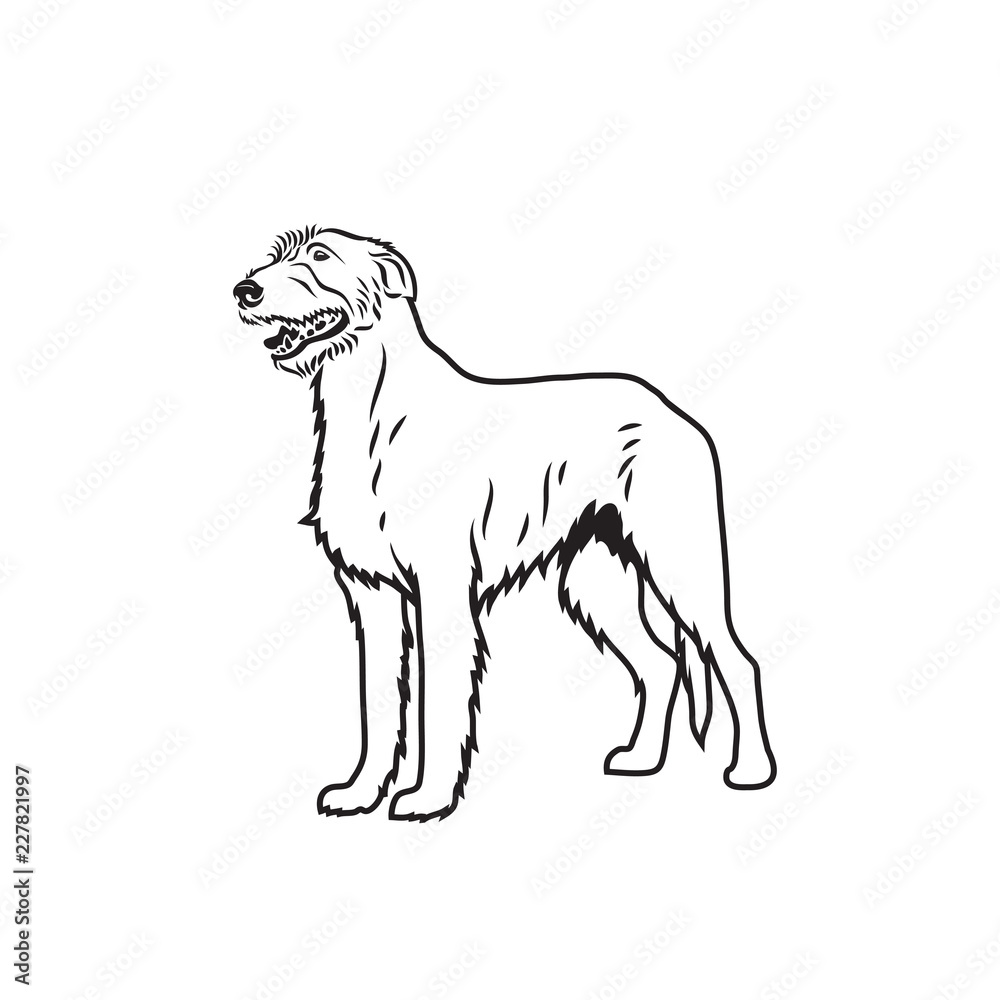Irish wolfhound dog Irish wolfhound dog