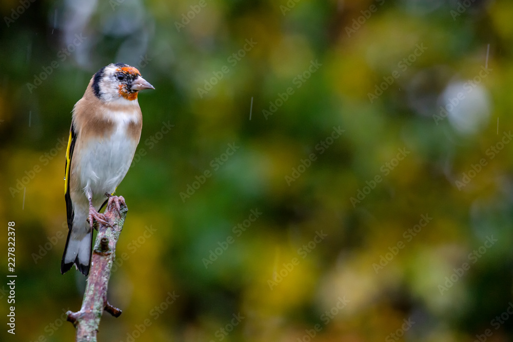 European Goldfinch (Carduelis carduelis) perched on branch with autumn background