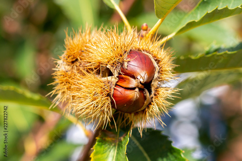 Raw chestnut hangs on a chestnut tree
