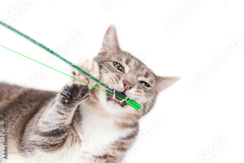 Playful gray striped cat gnawing green toy on white background. Isolated on white. Playing cat