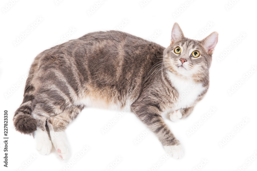 Gray striped cat lying on white background. Isolated on white