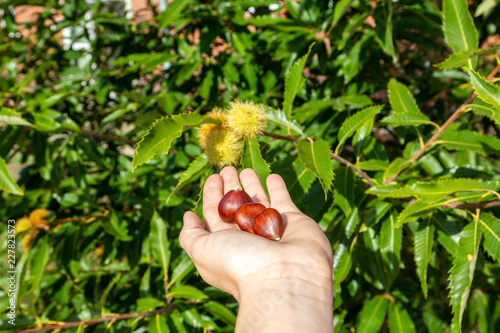 Chestnut in a hand in front of a chestnut tree
