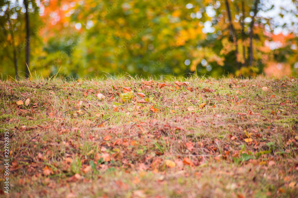 Dry autumn leaves in the grass on the background of blurry trees