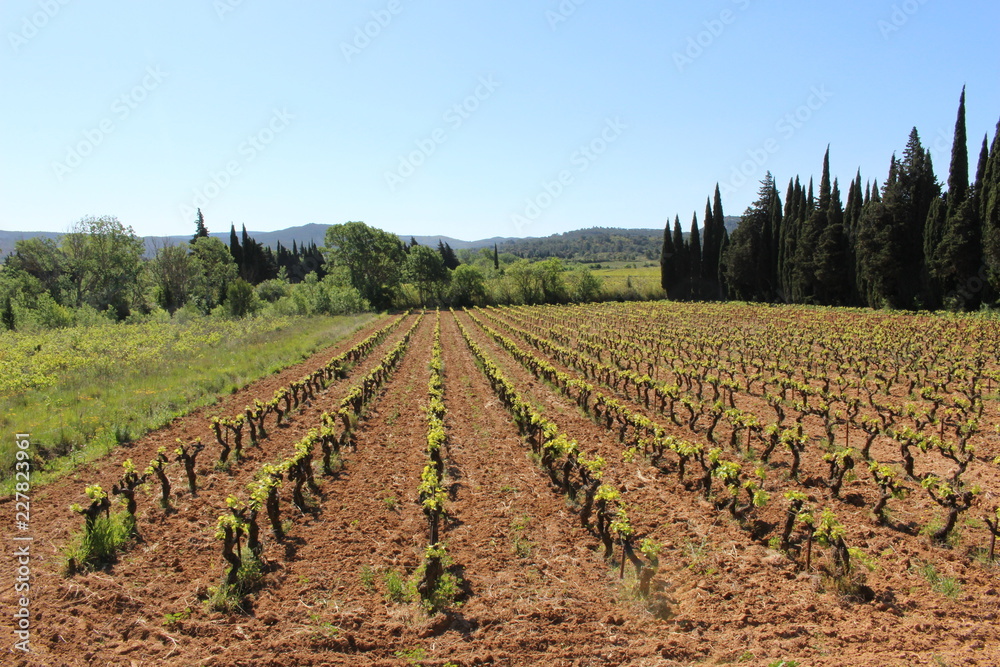 vignes