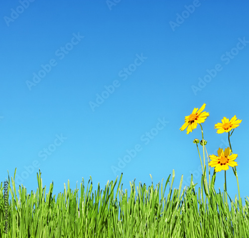 field of daisies and blue sky