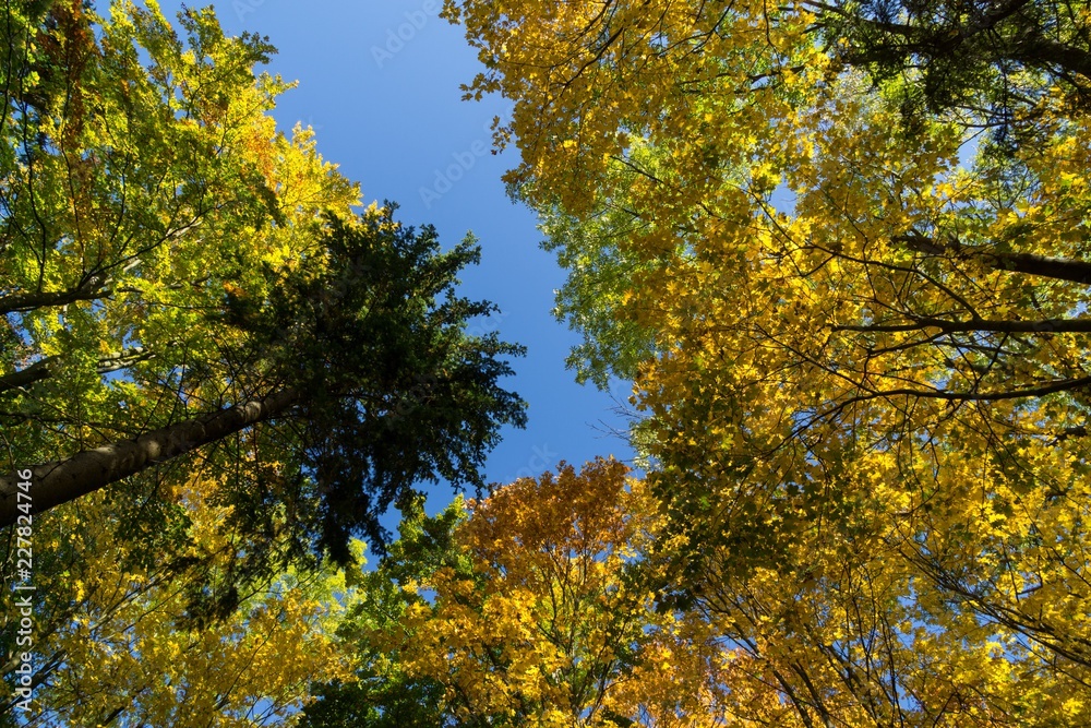 Colorful autumn leaves on the trees in nature. Slovakia Colorful autumn leaves on the trees in nature. Slovakia