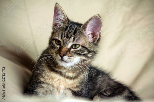 unbred tabby kitten lying on a yellowish material, looking carefully to the side, in the background is a light similar material yellow shade, animal full-length lying, portrait, small animal, yellow 