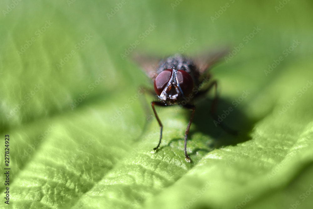 Close-up portrait of a small housefly. eyes fly. fly on a green leaf. beautiful insect. fly macrophotography Close-up portrait of a small housefly. eyes fly. fly on a green leaf. beautiful insect. fly macrophotography